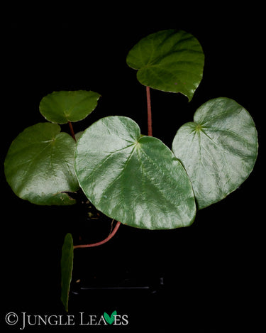 Begonia gueritziana