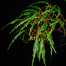 Begonia henrilaportei