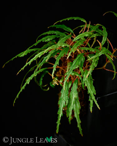 Begonia henrilaportei