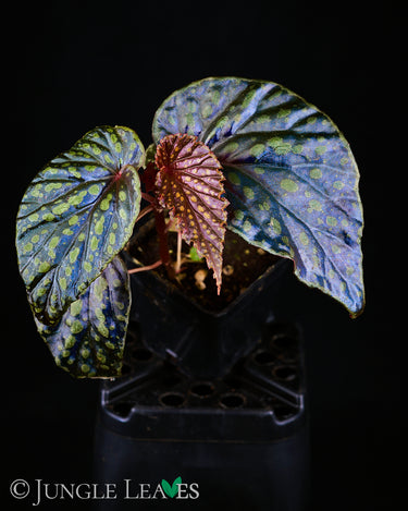 Begonia kapuashuluensis x chlorosticta 'Dark'