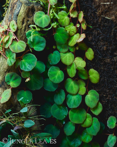 Begonia lichenora