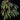 Begonia listada