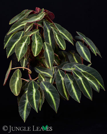 Begonia listada