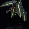 Begonia listada