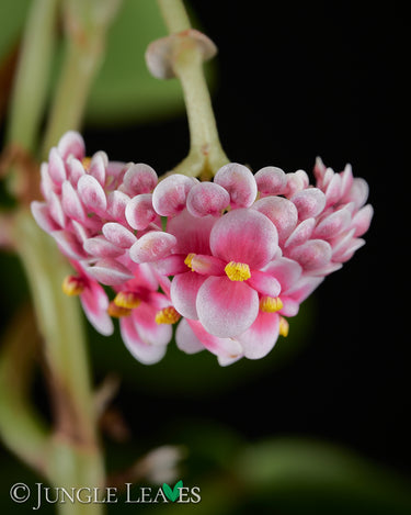 Begonia longipetiolata
