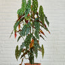 Begonia maculata