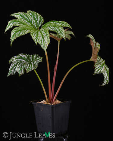 Begonia ✕ malipoensis 'White Snow' (B. hemsleyana ✕ versicolor)