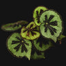 Begonia masoniana 'Mountain'