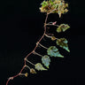 Begonia maurandiae (sp. Lita / U560)