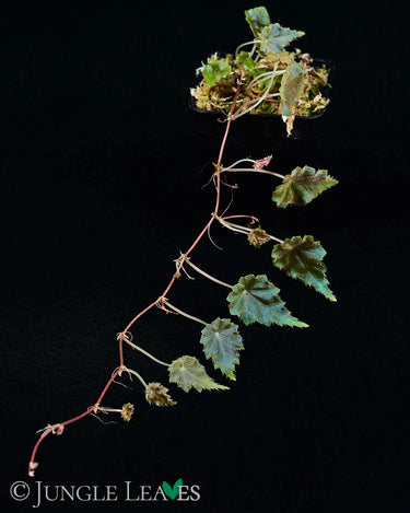 Begonia maurandiae (sp. Lita / U560)