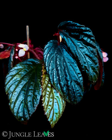 Begonia metallicolor