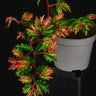 Begonia minutifolia