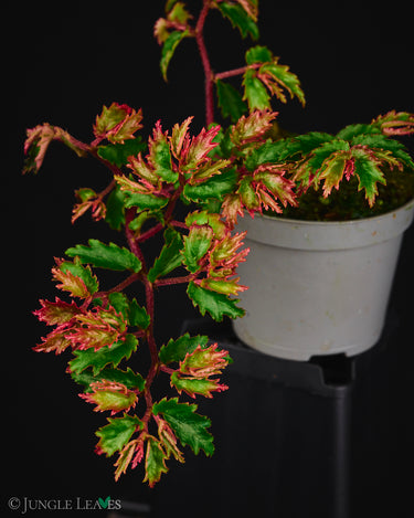 Begonia minutifolia