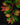 Begonia minutifolia