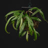 Begonia montis-elephanthis