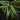 Begonia montis-elephanthis