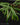 Begonia montis-elephanthis