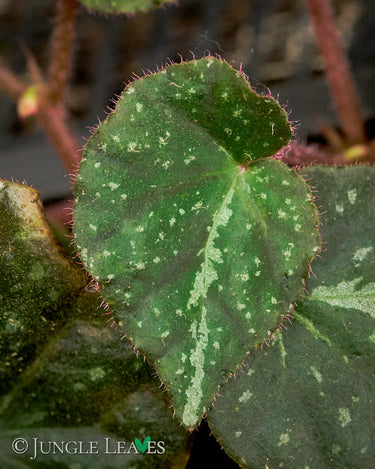 Begonia nigritarum