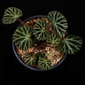 Begonia ningmingensis var. bella