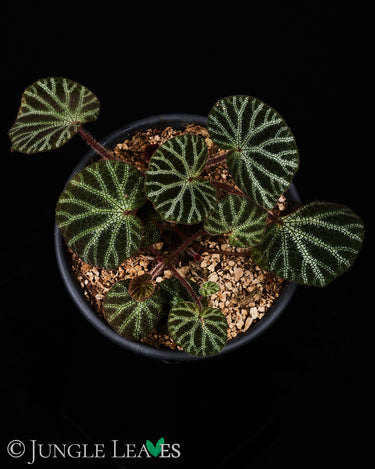Begonia ningmingensis var. bella