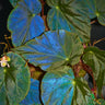 Begonia pavonina 'Dark Form'