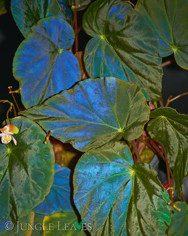 Begonia pavonina 'Dark Form'