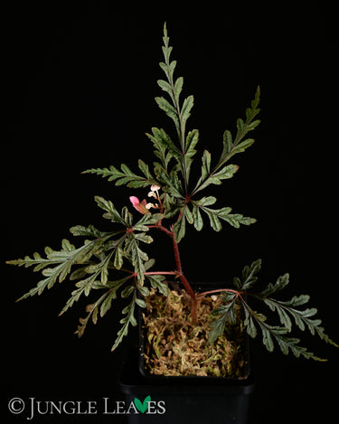 Begonia polilloensis