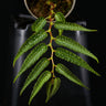 Begonia pteridiformis