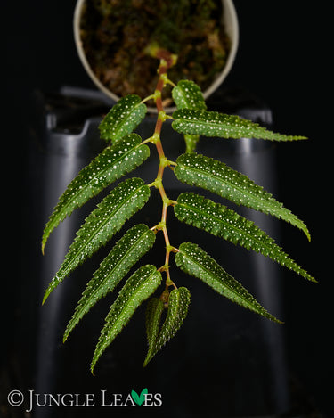 Begonia pteridiformis