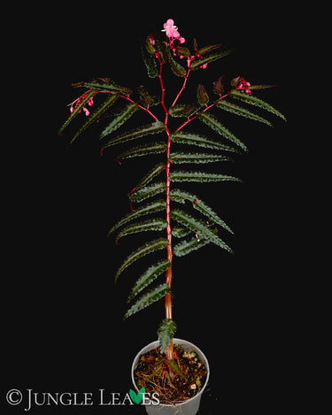 Begonia pteridiformis 'Red'
