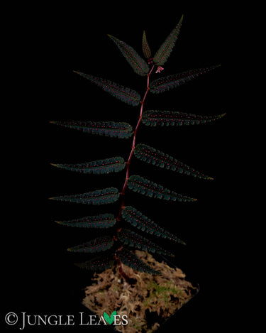 Begonia pteridiformis Red Pink Spots