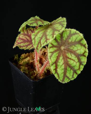 Begonia quadrialata subsp. nimbaensis