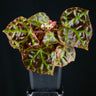 Begonia rajah
