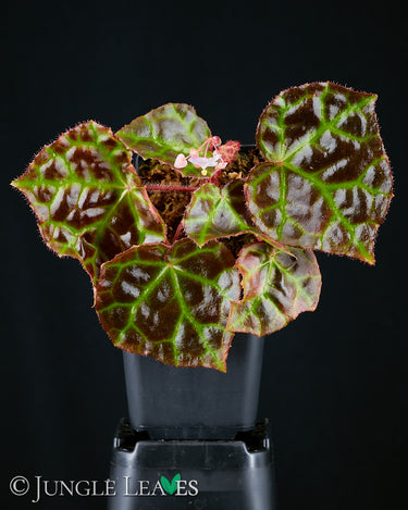 Begonia rajah