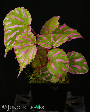 Begonia roseopunctata