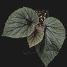 Begonia scabrida