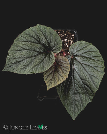 Begonia scabrida