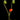 Begonia segregata flower