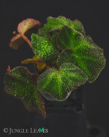 Begonia soli-mutata