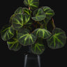 Begonia soli-mutata