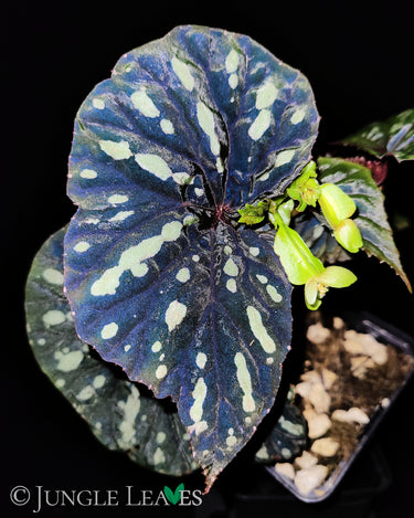 Begonia sp. 'Delok'