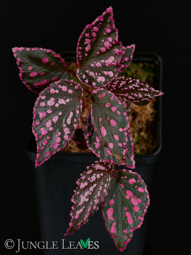 Begonia sp. 'Hairy Spots'
