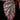 Begonia sp. 'Hairy Spots'