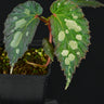 Begonia sp. 'Mantuk'