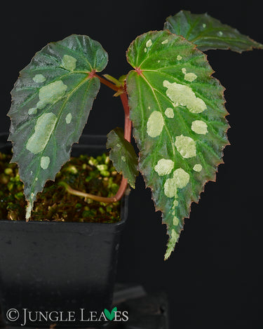 Begonia sp. 'Mantuk'
