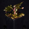 Begonia sp. Miri