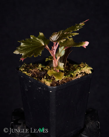 Begonia sp. Miri
