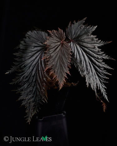 Begonia sp. Miri