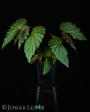 Begonia sp. 'Red Hairs'