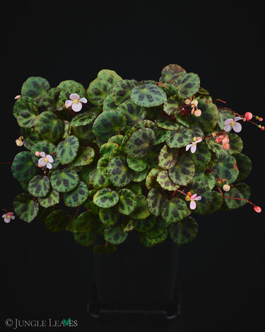 Begonia sp. Sabah 'Mini'